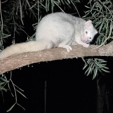 Bird Songs Getaway Accommodation Cabbage Tree Creek Esterno foto