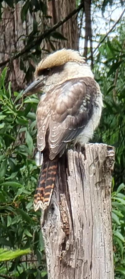 Bird Songs Getaway Accommodation Cabbage Tree Creek Esterno foto