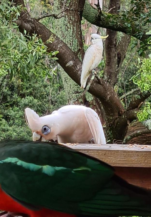 Bird Songs Getaway Accommodation Cabbage Tree Creek Esterno foto