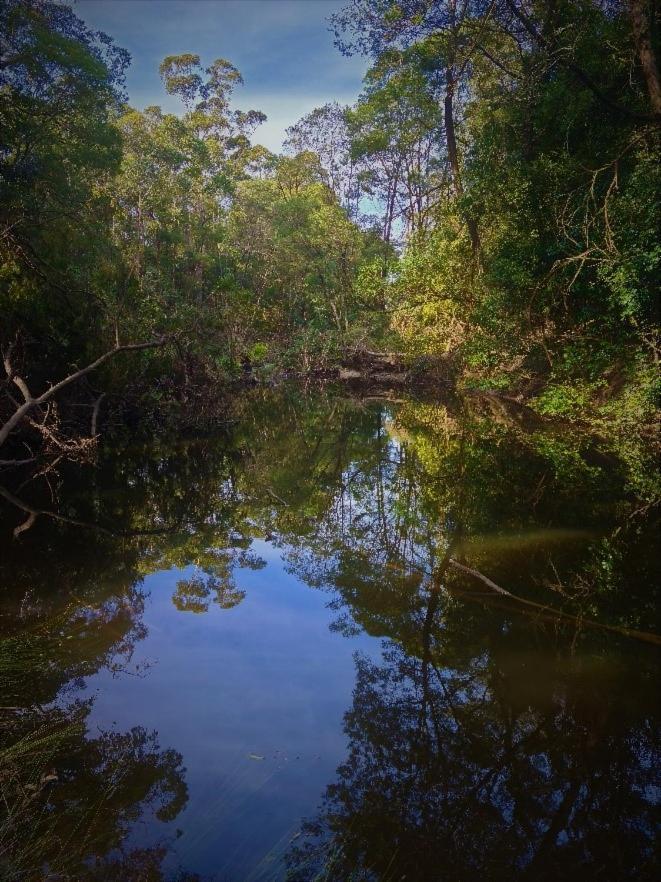 Bird Songs Getaway Accommodation Cabbage Tree Creek Esterno foto