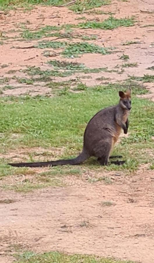 Bird Songs Getaway Accommodation Cabbage Tree Creek Esterno foto