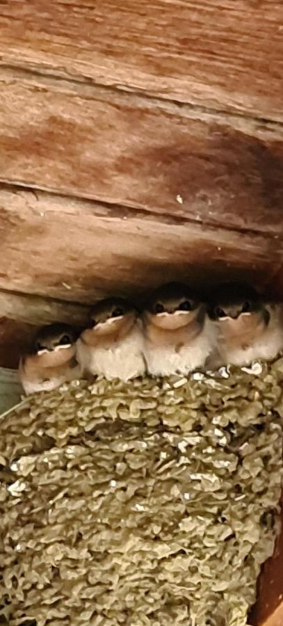 Bird Songs Getaway Accommodation Cabbage Tree Creek Esterno foto