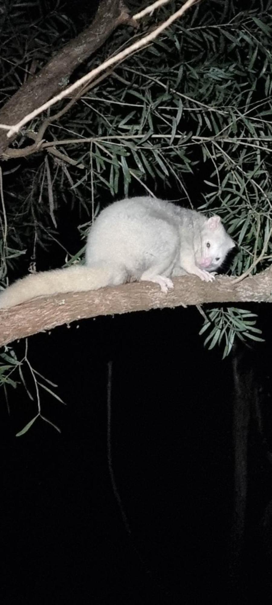 Bird Songs Getaway Accommodation Cabbage Tree Creek Esterno foto